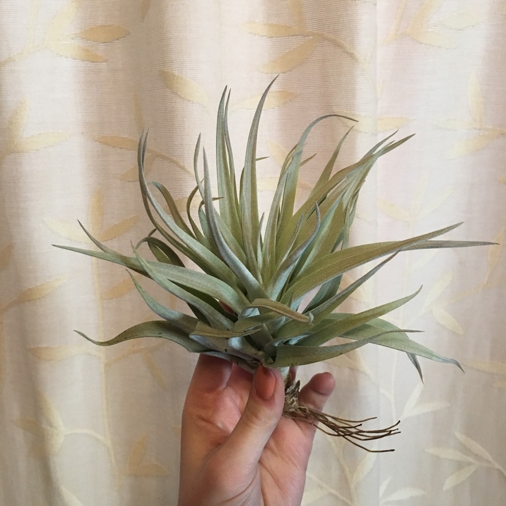 •SOLD OUT• ✨ Harrissi Air Plant